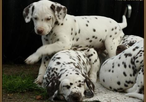 Red Bull vom Teutoburger Wald mit Christi ORMOND Fascination Feeling