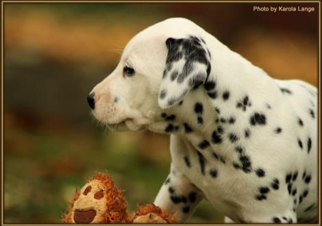 Red Rose vom Teutoburger Wald
