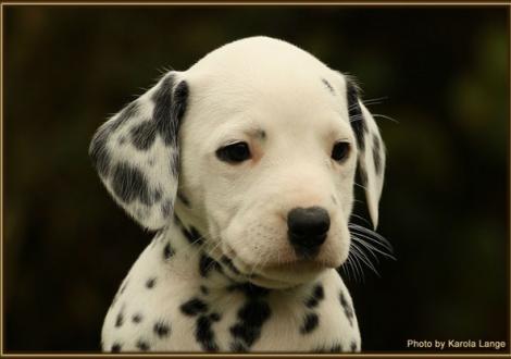 Remember Me vom Teutoburger Wald - sucht noch eine liebe Familie -