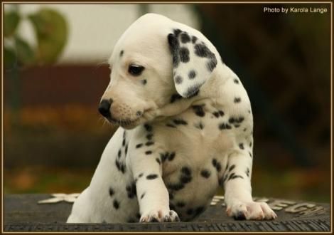 Rising Sun vom Teutoburger Wald