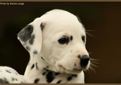 Rollex vom Teutoburger Wald