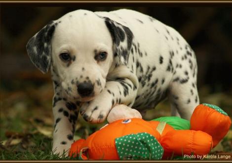 Ribbeck Ole vom Teutoburger Wald