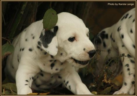 Rolls Royce vom Teutoburger Wald