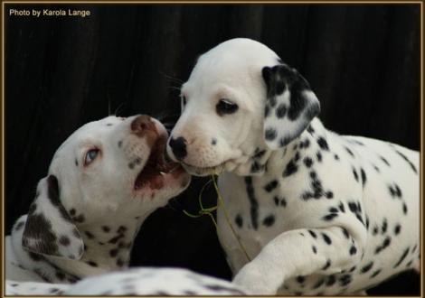 Red Bull & Red Rose vom Teutoburger Wald