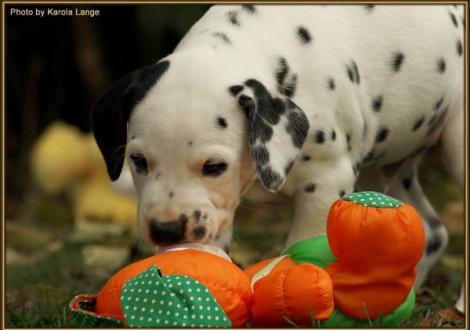 Royal Flush vom Teutoburger Wald