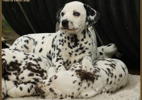 Ribbeck Ole vom Teutoburger Wald mit Christi ORMOND Finish Favourite