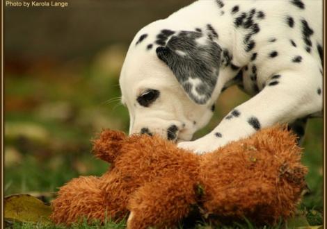 Really Important vom Teutoburger Wald - sucht noch eine liebe Familie -