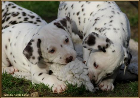 Red Bull & Rainbow vom Teutoburger Wald