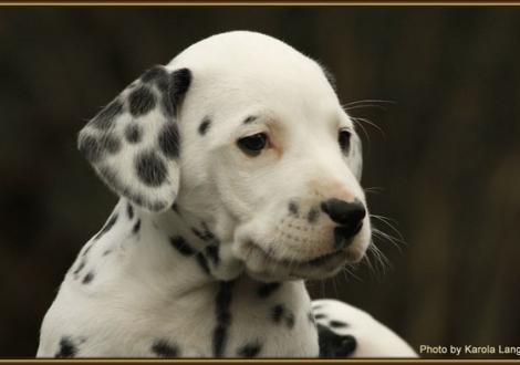 Red Rose vom Teutoburger Wald
