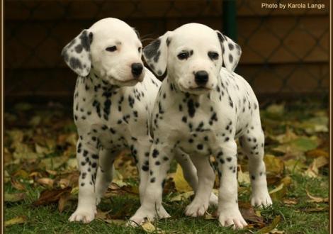 Remember Me & Rollex vom Teutoburger Wald