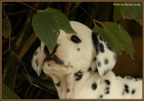 Rising Sun vom Teutoburger Wald
