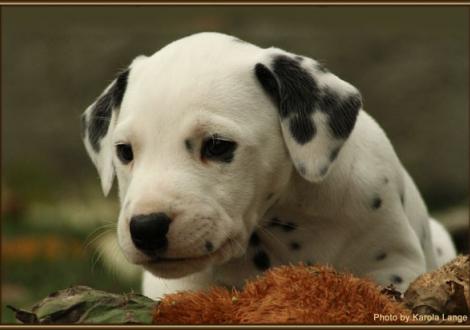 Rolls Royce vom Teutoburger Wald