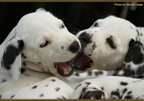 Rolls Royce & Ribbeck Ole vom Teutoburger Wald