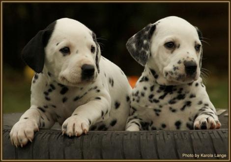 Royal Flush & Ribbeck Ole vom Teutoburger Wald