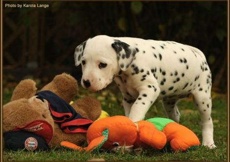 Red Rose vom Teutoburger Wald