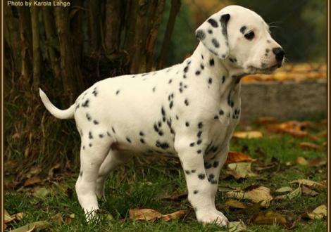 Rising Sun vom Teutoburger Wald