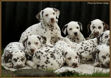 Gemeinsam sind wir stark!!! (Red Bull & Rolls Royce vom Teutoburger Wald mit den Christi ORMOND`s)