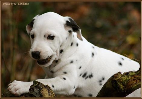 Rolls Royce vom Teutoburger Wald (weiss/schwarz, fehlerfrei, beidseitig hörend) -vermittelt an Familie Nickel in 37269 Eschwege, Deutschland-