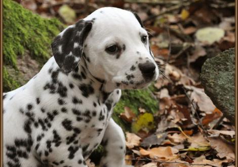 Ribbeck Ole vom Teutoburger Wald (weiss/schwarz, zuchtausschließender Fehler: Birkauge, beidseitig hörend) vermittelt an Familie Niemuth in 38239 Salzgitter, Deutschland