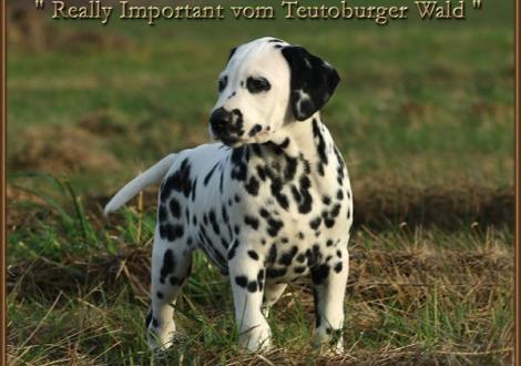 Really Important vom Teutoburger Wald (weiss/schwarz, fehlerfrei, beidseitig hörend) - vermittelt an Familie Hübner in 37181 Hardegsen, Deutschland -