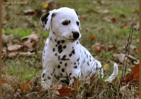 Rollex vom Teutoburger Wald (weiss/schwarz, fehlerfrei, beidseitig hörend) - vermittelt an Familie Buchebner in 8072 Fernitz, Österreich -