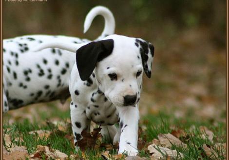 Royal Flush vom Teutoburger Wald (weiss/schwarz, zuchtausschließender Fehler: Platte, beidseitig hörend) - vermittelt an Herrn Wunderlich in 01665 Nieschütz, Deutschland -