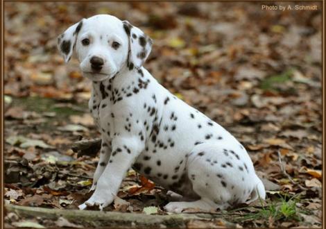 Rainbow vom Teutoburger Wald (weiss/braun, fehlerfrei, beidseitig hörend) - vermittelt an Familie Fischer in 21766 Jesteburg, Deutschland -