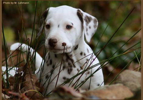 Red Bull vom Teutoburger Wald (weiss/braun, fehlerfrei, beidseitig hörend) - vermittelt an Familie Krist in 4952 Ansfelden, Österreich -