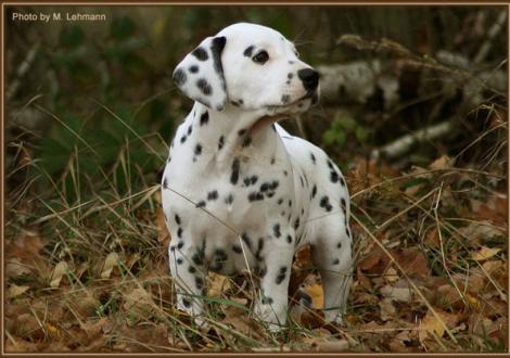 Rising Sun vom Teutoburger Wald (weiss/schwarz, fehlerfrei, beidseitig hörend) - vermittelt an Familie Henschel in 8955 Oetwil, Schweiz -