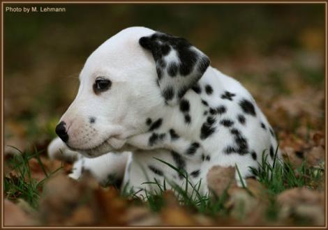 Red Rose vom Teutoburger Wald (weiss/schwarz, fehlerfrei, beidseitig hörend) - vermittelt an Frau Walther in 01665 Nieschütz, Deutschland -