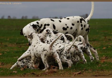 Mama Jameela vom Teutoburger Wald mit ihrem R-Wurf