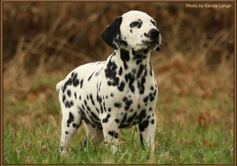 Really Important vom Teutoburger Wald