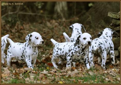 Rising Sun & Ribbeck Ole vom Teutoburger Wald