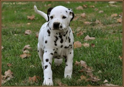 Royal Flush vom Teutoburger Wald