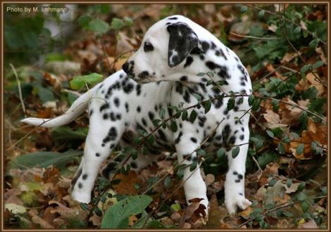 Really Important vom Teutoburger Wald