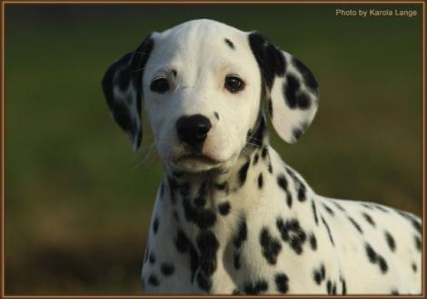 Remember Me vom Teutoburger Wald