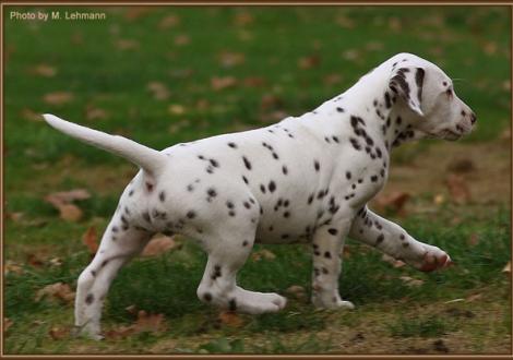 Red Bull vom Teutoburger Wald