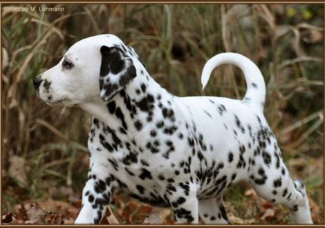 Ribbeck Ole vom Teutoburger Wald