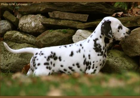 Really Important vom Teutoburger Wald