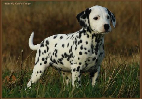 Remember Me vom Teutoburger Wald