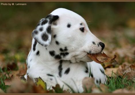 Red Rose vom Teutoburger Wald