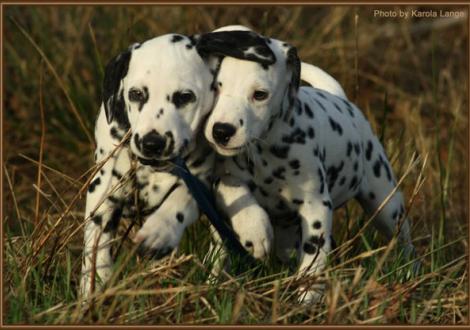 Really Important & Remember Me vom Teutoburger Wald