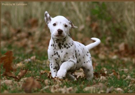 Rainbow vom Teutoburger Wald