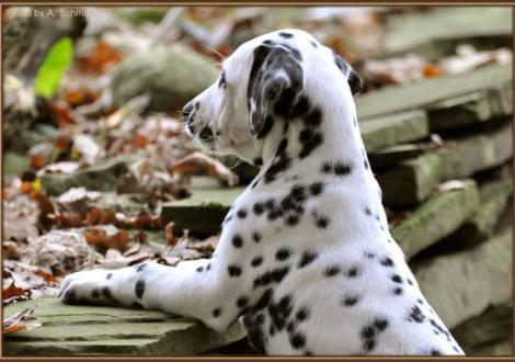 Really Important vom Teutoburger Wald