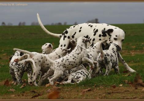 Mama Jameela vom Teutoburger Wald mit ihrem R-Wurf