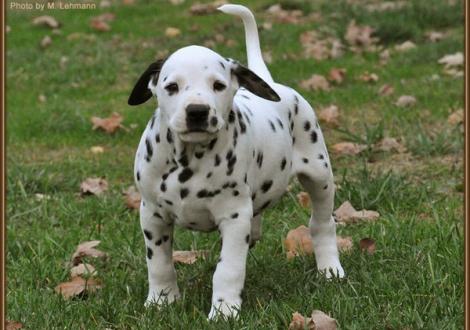 Royal Flush vom Teutoburger Wald