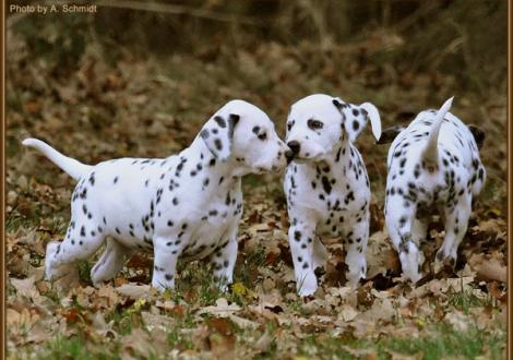 Rising Sun & Rollex vom Teutoburger Wald