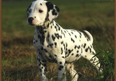 Remember Me vom Teutoburger Wald