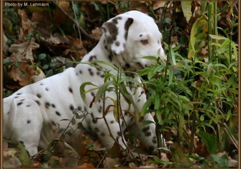 Red Bull vom Teutoburger Wald