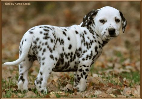 Ribbeck Ole vom Teutoburger Wald